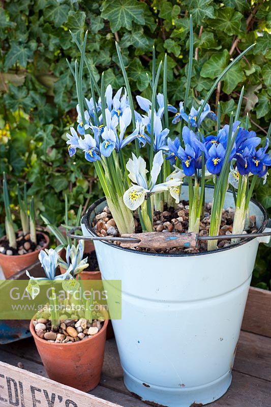 Iris reticulata in enamel bucket - varieties 'Katharine Hodgkin', 'Harmony','Cantab'