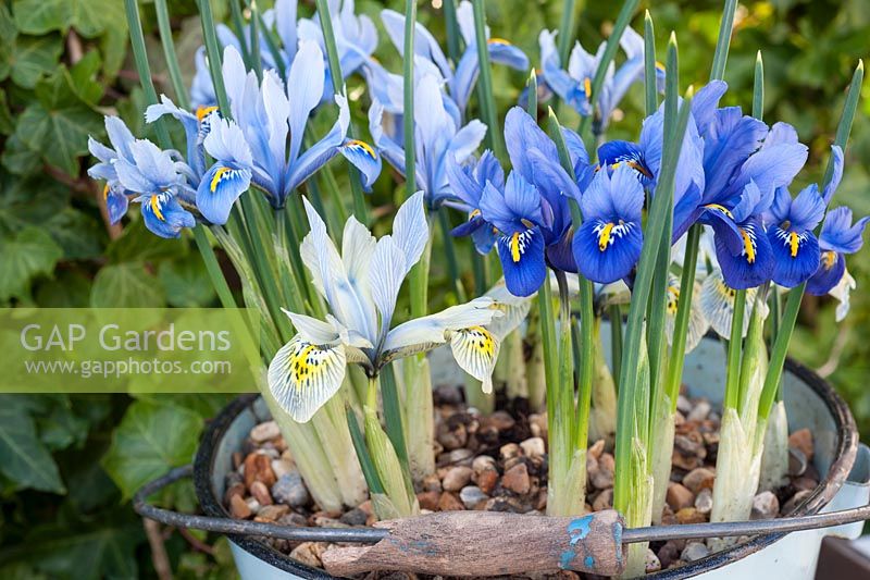 Iris reticulata in enamel bucket - varieties 'Katharine Hodgkin', 'Harmony','Cantab'