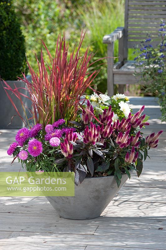 Container planted with Imperata 'Red Baron', Aster, Celosia 'Caracas', Dahlia