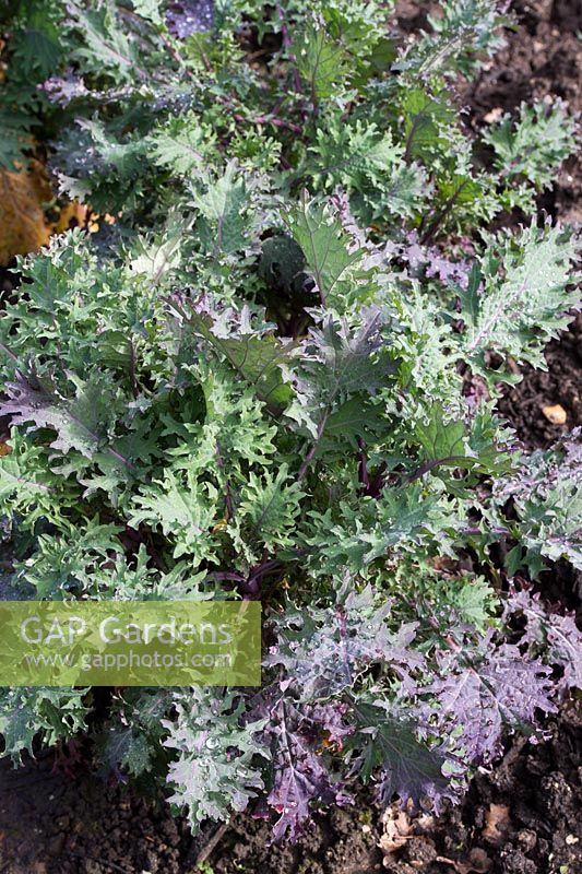 Brassica napus pabularia - Kale 'Red Russian'