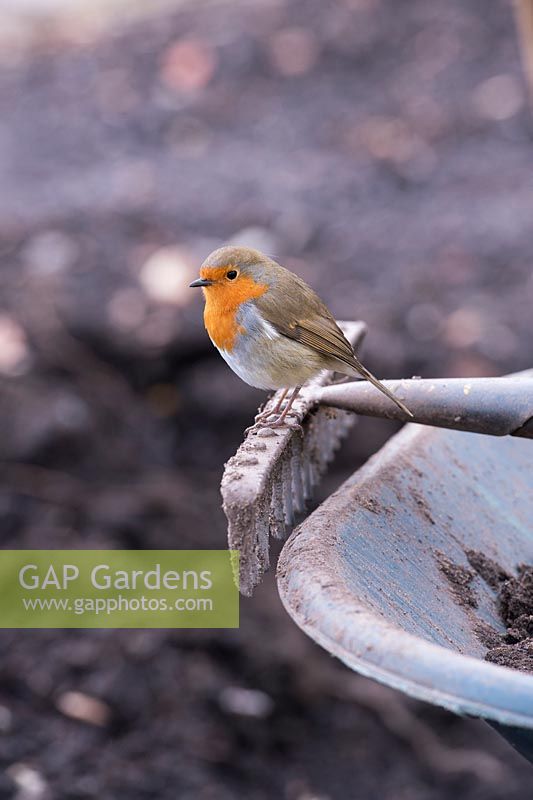 Erithacus Rubecula - Robin standing on a garden rake looking for food in a garden. England
