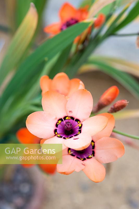 Sparaxis Elegans - Cape buttercup flowers