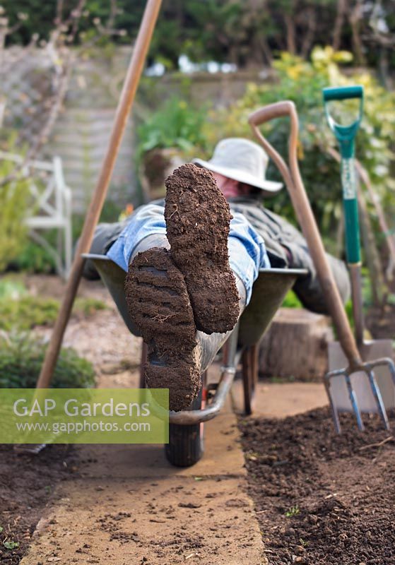 Gardener resting in a wheelbarrow after digging the vegetable garden