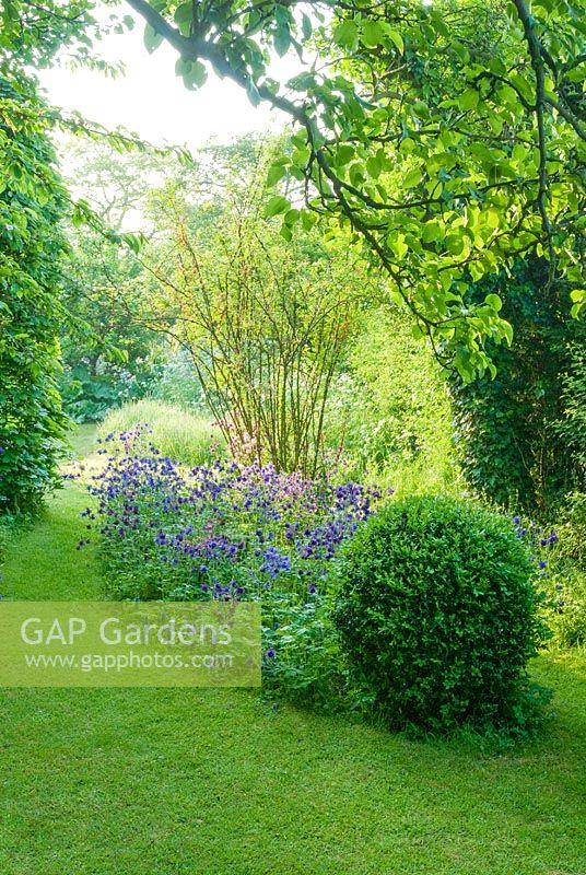 Blue aquilegias, box topiary, grass path, Rosa sericea pteracantha. Hardwicke House, Fen Ditton, May