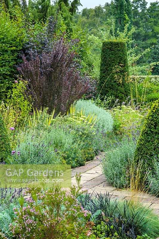 The Dry Garden, Cambridge Botanic Gardens. Yew topiary, lavender, yucca, santolina, sedum, grasses and Berberis thunbergii f. atropurpurea 'Helmond Pillar'