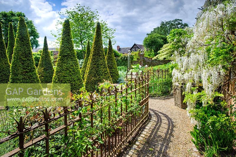 View of The Well Garden, Wollerton Old Hall, Shropshire. Yew topiary, Wisteria floribunda 'Alba'.