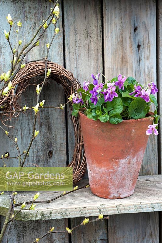 Viola odorata 'Miracle Pink' displayed in pot with willow heart