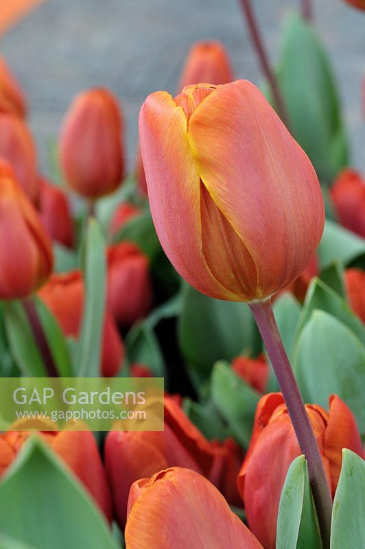 Tulipa hybrid 'Orange Sherpa' developed specially for the Nuclear Security Summit held in The Hague in 2014. 