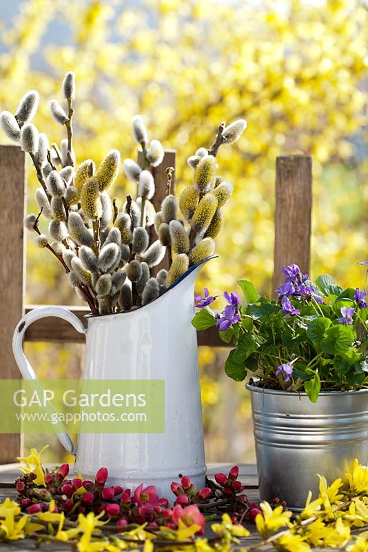 Spring floral arrangements with jug of catkins, pot of dog violet - Viola riviniana, Forsythia and Chaenomeles japonica.