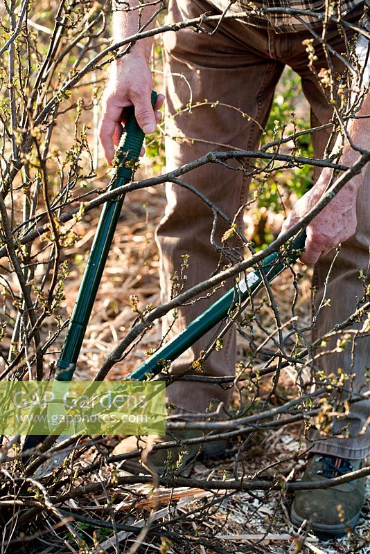 Man pruning back old wood of red currant bush with loppers in spring