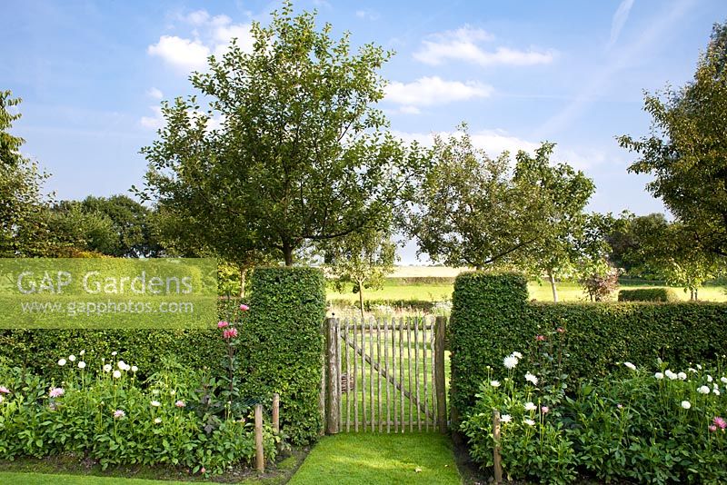 Wooden gate in hedge. Entrance to the orchard.  Border of dahlias. De Carishof
