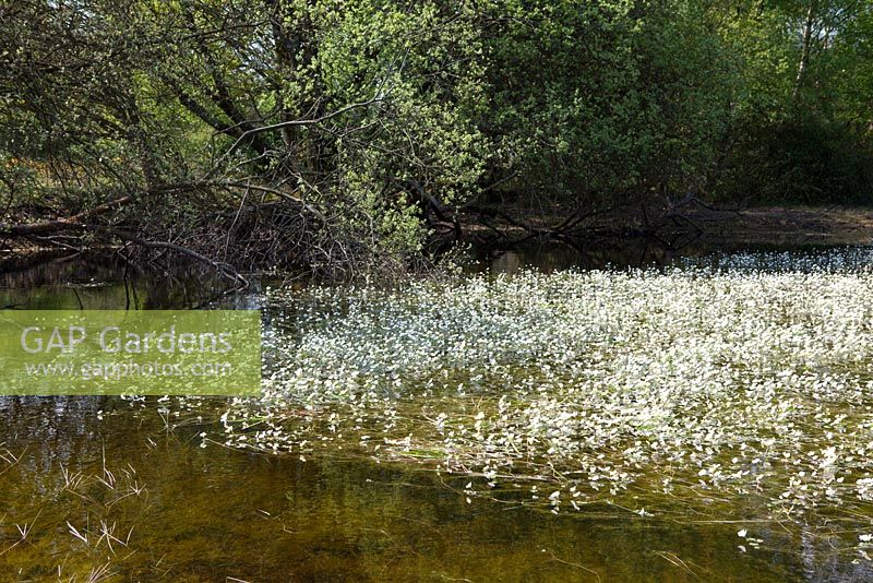 Common water-crowfoot growing in a pond. Ranunculus aquatilis