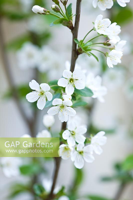 Prunus cerasus 'Morello' - white spring blossom of morello cherry