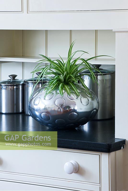 Metal container in kitchen planted with spider plant - Chlorophytum comosum