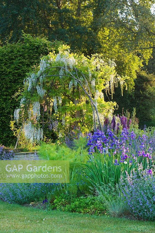 The blue garden at dawn - white wisteria and iris sibirica.  Narborough Hall Gardens, Norfolk