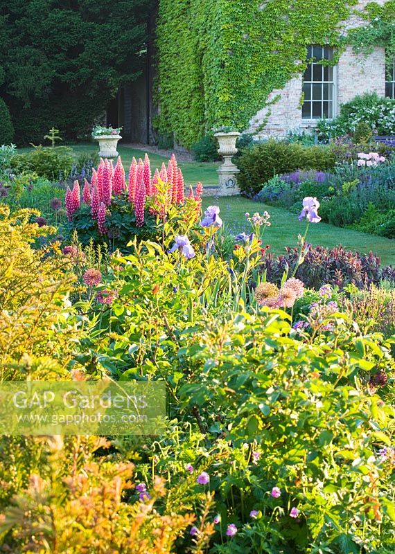 The pastel border with alliums, iris and lupins. Narborough Hall Gardens, Norfolk
