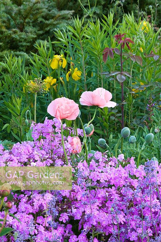 Poppies in the pastel border. Narborough Hall Gardens, Norfolk