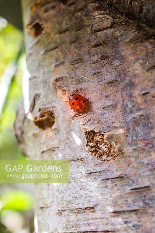 Ladybird finding a home. 