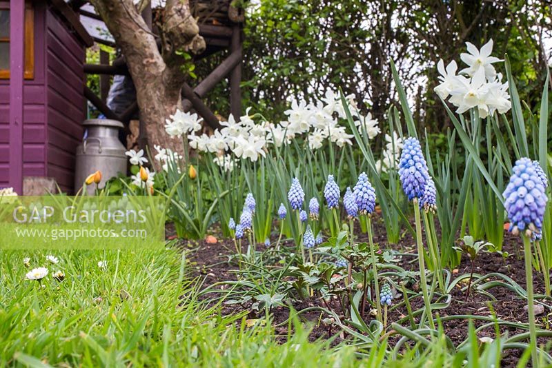 Spring flowering bulbs of Muscari armeniacum 'Valerie Finnis' and Narcissus 'Thalia'. 