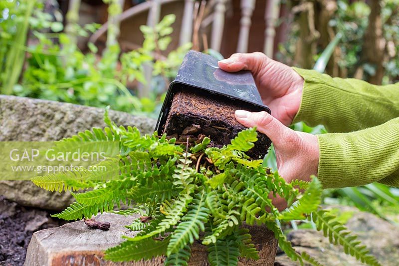 Removing Polypodium vulgare fern from pot. 