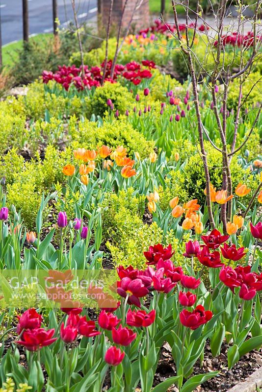 Front garden planted with Tulipa 'National Velvet', 'General de Wet' and 'Abba'