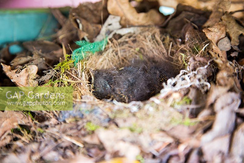 Nest of young robin chicks 