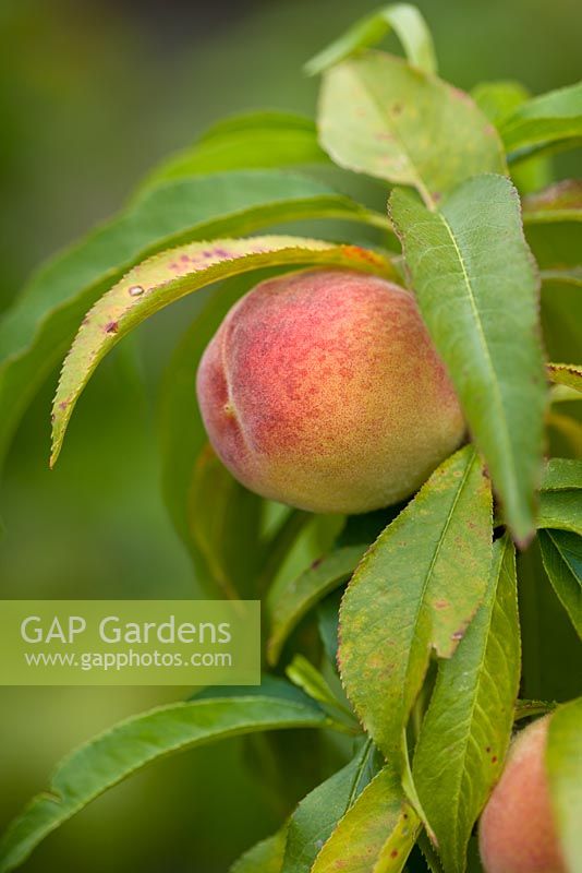 Prunus persica 'Bonanza' - peach
