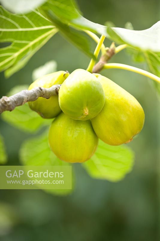 Ficus Caria 'Saint Johns' Yellow fig fruit 