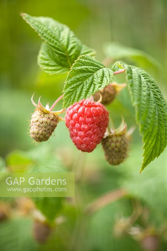 Rubus idaeus - Raspberry 'Glen Ample' 