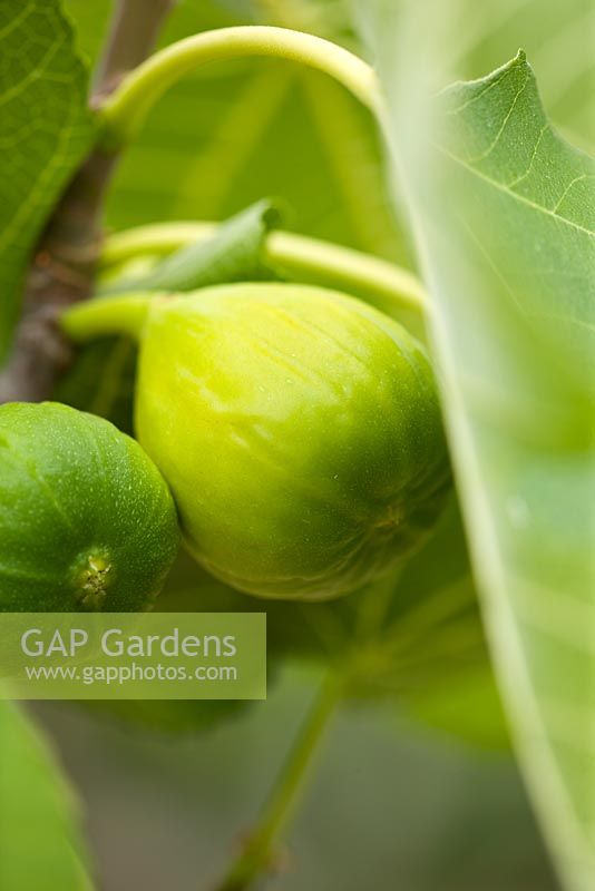 Ficus Caria 'White Marseilles' Yellow fig fruit 