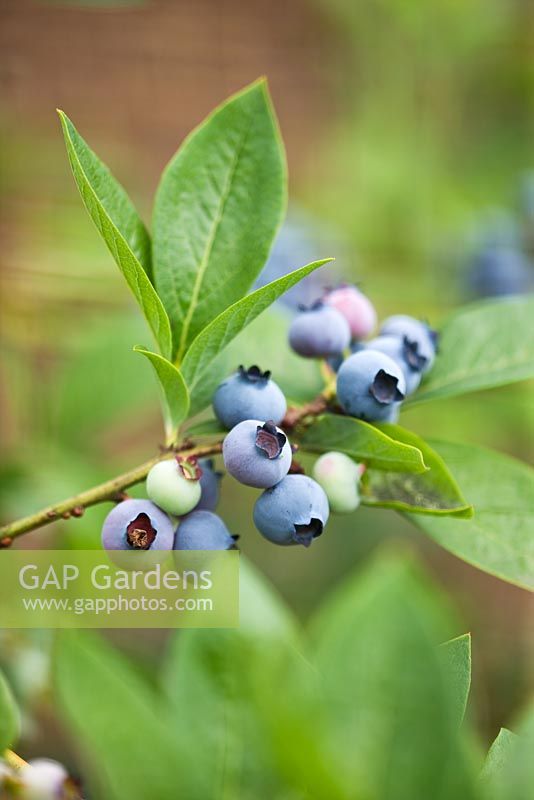 Vaccinium myrtillus 'Duke' Blueberries 