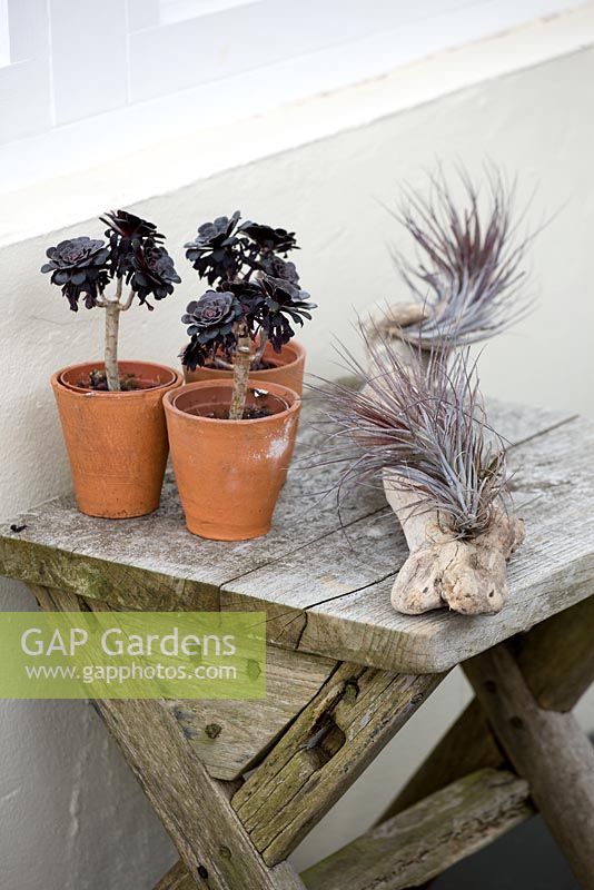 Terracotta containers planted with Aeonium Arboreum 'Schwarzkopf' on wooden table with driftwood planted with air plants 