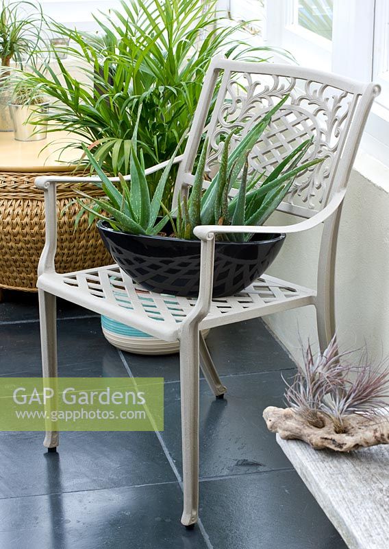 Conservatory with black metal container planted with an aloe, on metal chair