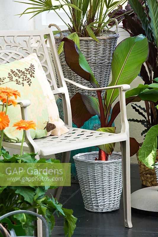 Conservatory with metal chair and cushion and wicker containers planted with foliage plants and gerberas