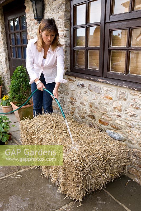 Growing strawberries and nasturtiums in a straw bale: Water bale well for four or five days