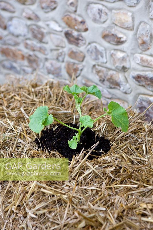 Growing strawberries and nasturtiums in a straw bale - young plants pushed into holes filled with multi-purpose compost 