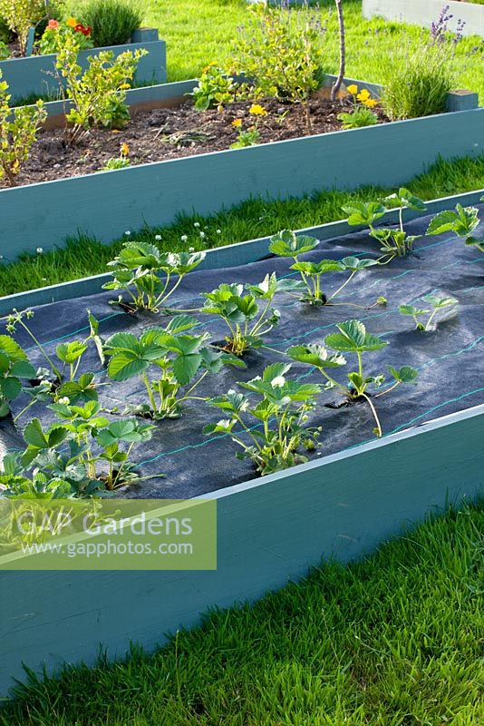 Three week old strawberry plants planted into slits in membrane in raised bed 
