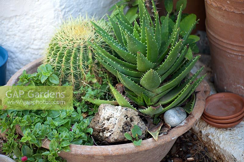 Aloe and cactus in planter