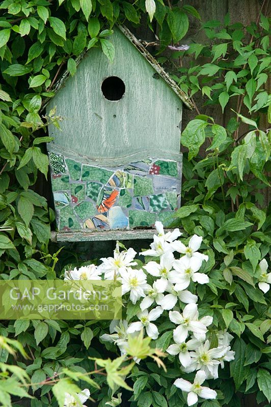 Clematis montana Grandiflora with decorative bird house