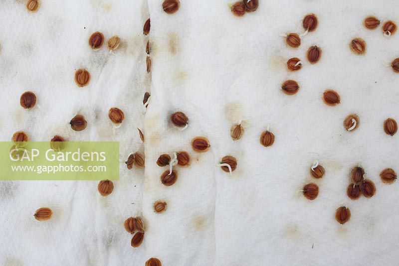 Pre germinating parsnip seeds on wet tissue paper after 8 days