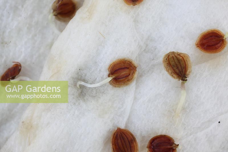Parsnip seed germinating on wet paper