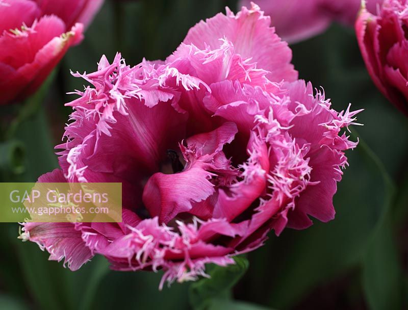 Tulipa 'Mascotte' close up of flower