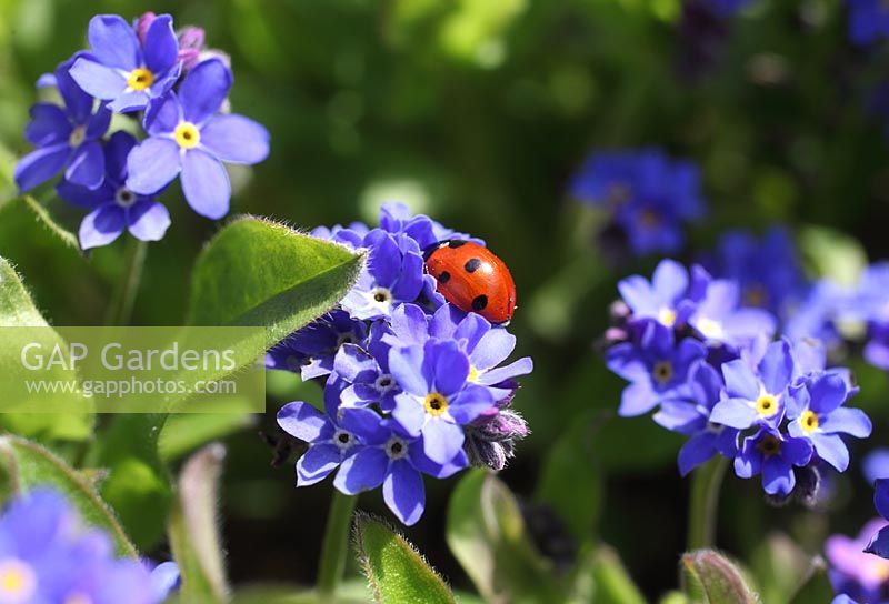 Coccinella 7 punctata - Seven spot ladybird on forget-me-not flowers