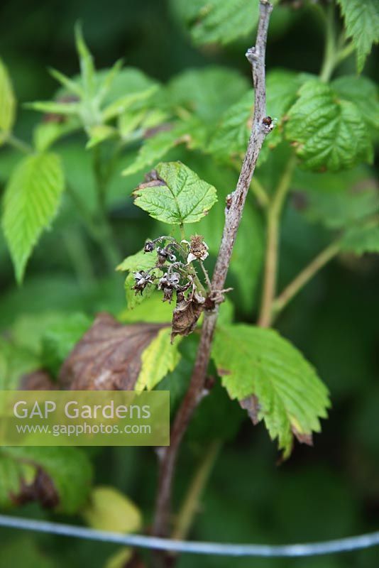 Didymella applanata - Spur blight on raspberries reduces the fruit yield