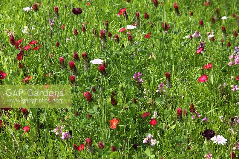 Annual meadow mix containing Atriplex hortensis, Centaurea cyanus, Linum grandiflorum and Trifolium incarnatum
