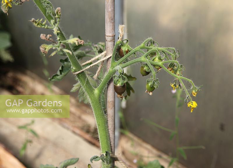 Phytophthoera infestans - Tomato blight on tomatoes