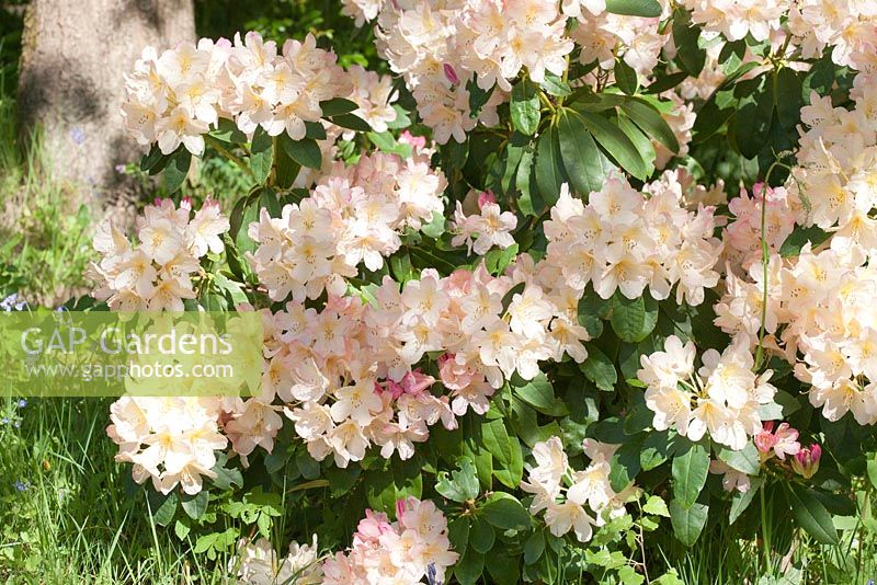 Rhododendron yakushimanum 'Percy Wiseman' 