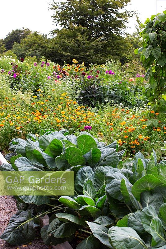 Vegetable garden with marigold, coriander, stand with beans, nasturtium, dahlia, kale Brassica oleracea, cabbage, Brussel Sprouts