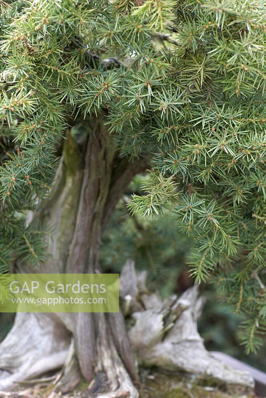 Juniperus rigida, Bonsai in March.