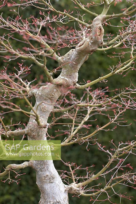 Acer palmatum, Bonsai in March.